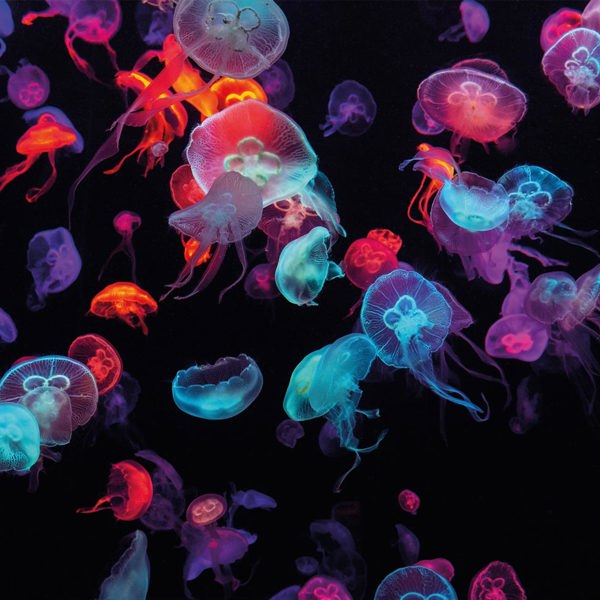 jellyfish-inheritancetax